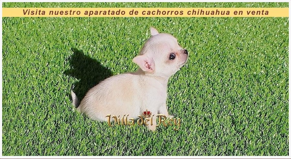 Chihuahuas en Barcelona 